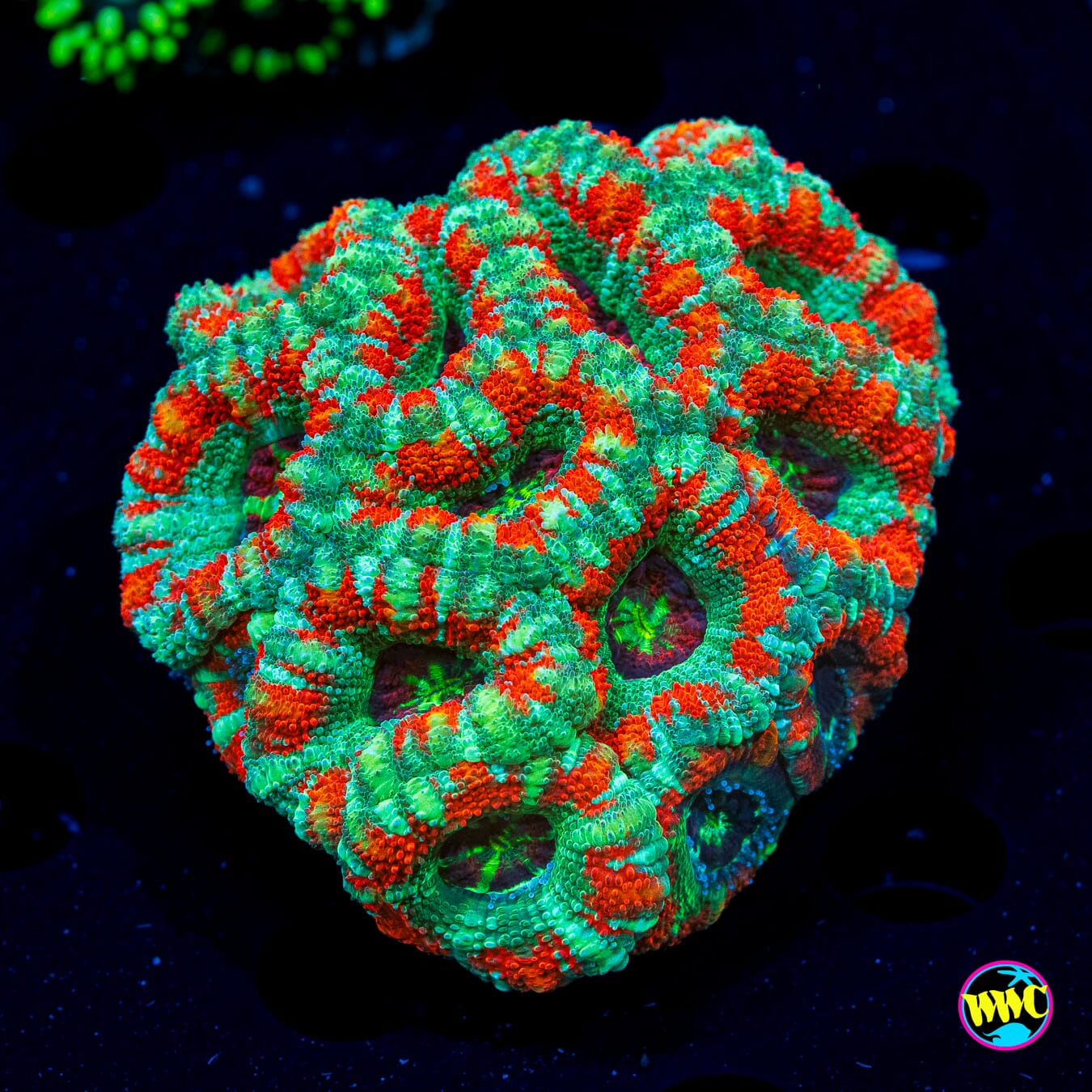 Tropical Fusion Asian Lord - Daylight Photo