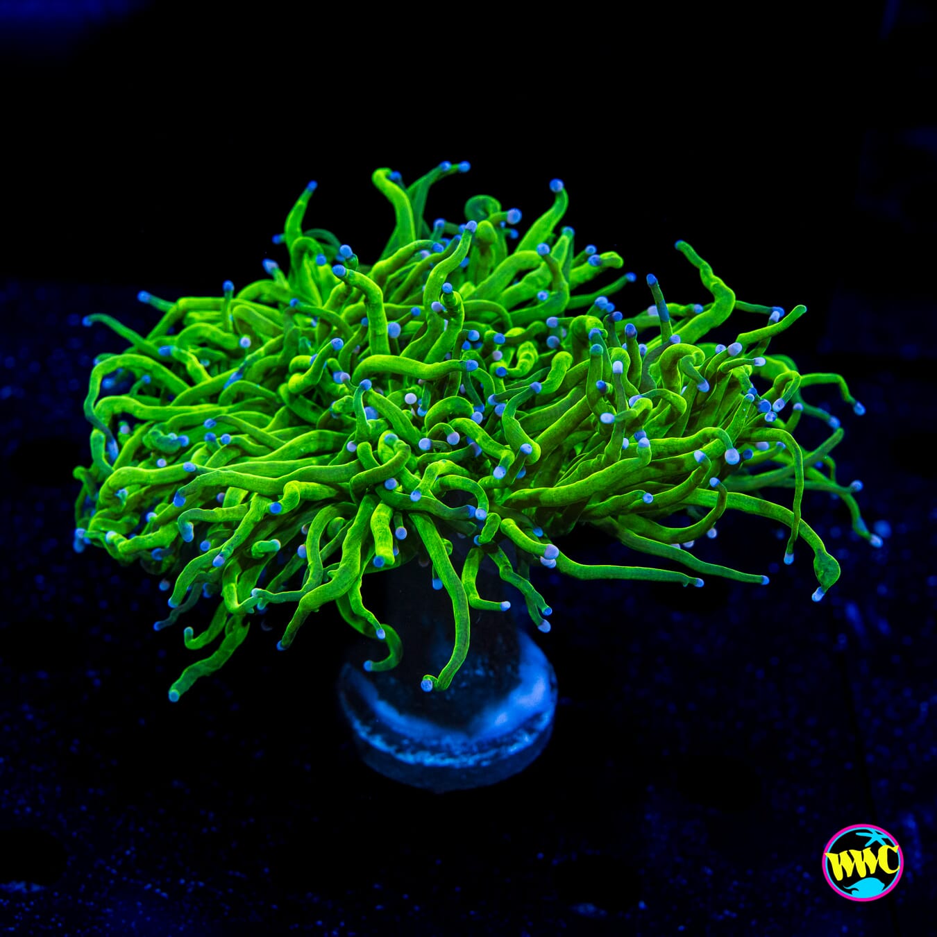 Cotton Candy Torch - Daylight Photo