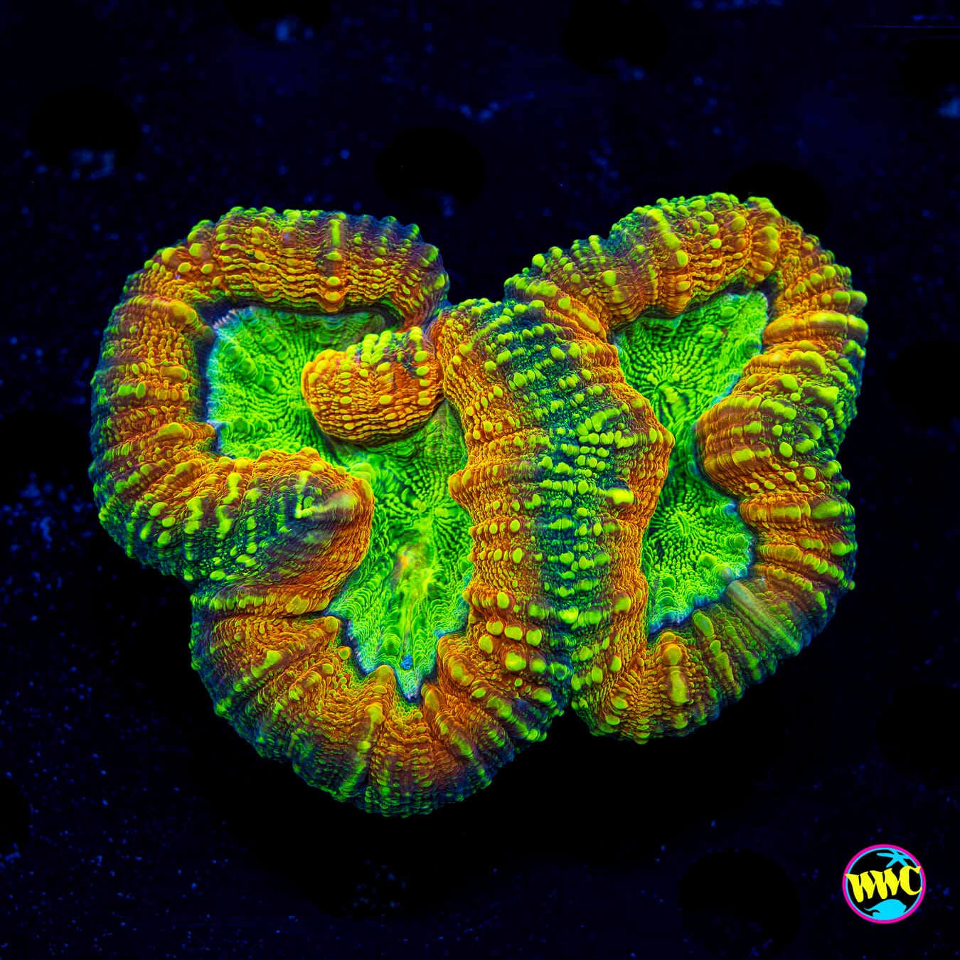 Alien Experiement Lobophyllia - Daylight Photo