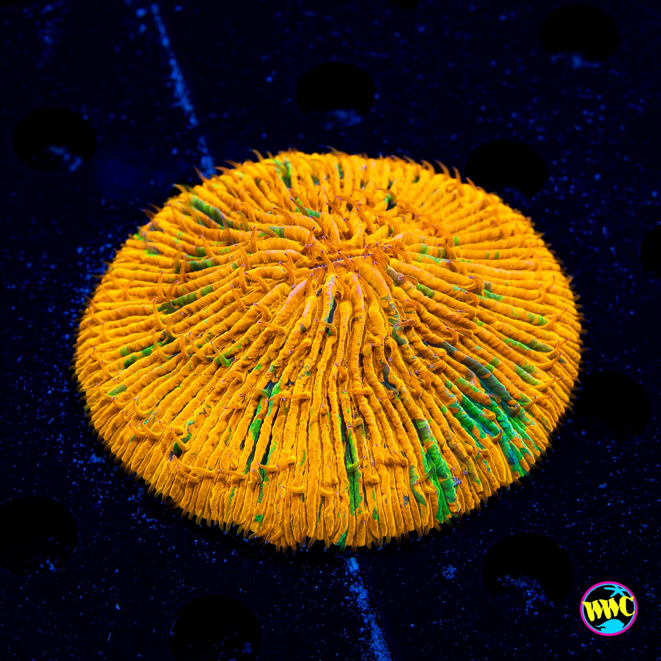 Toxic Pie Plate - Daylight Photo