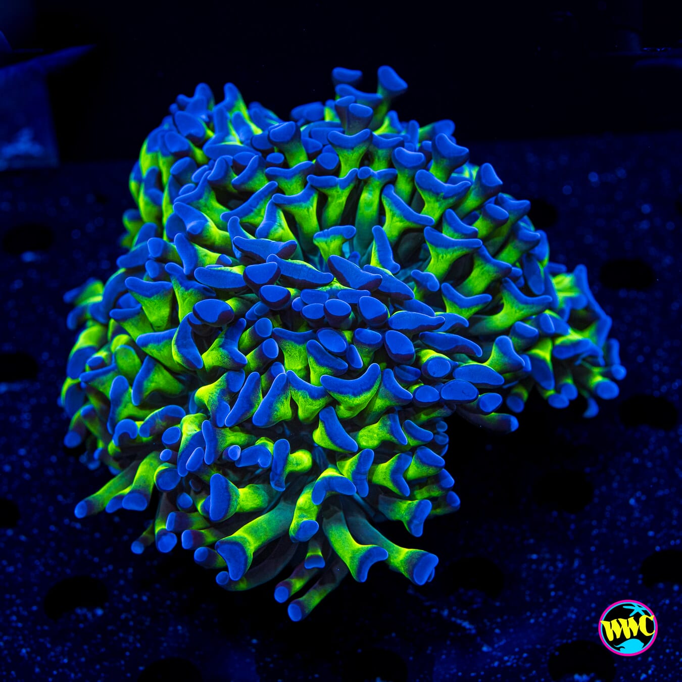 Bicolor Branching Hammer - Daylight Photo