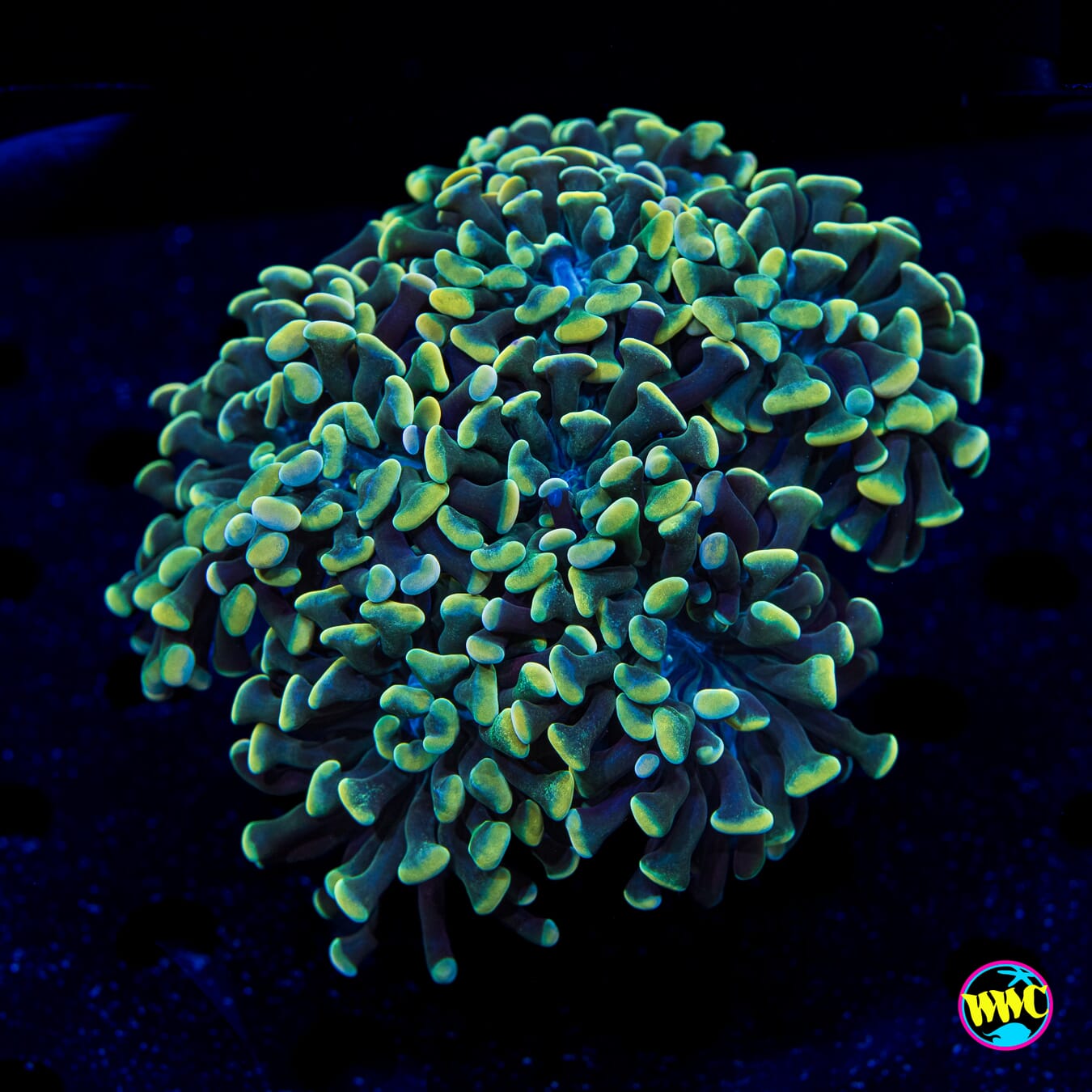 Mystic Branching Hammer - Daylight Photo