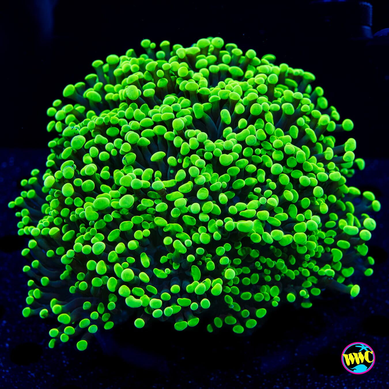 Neon Branching Frammer - Daylight Photo