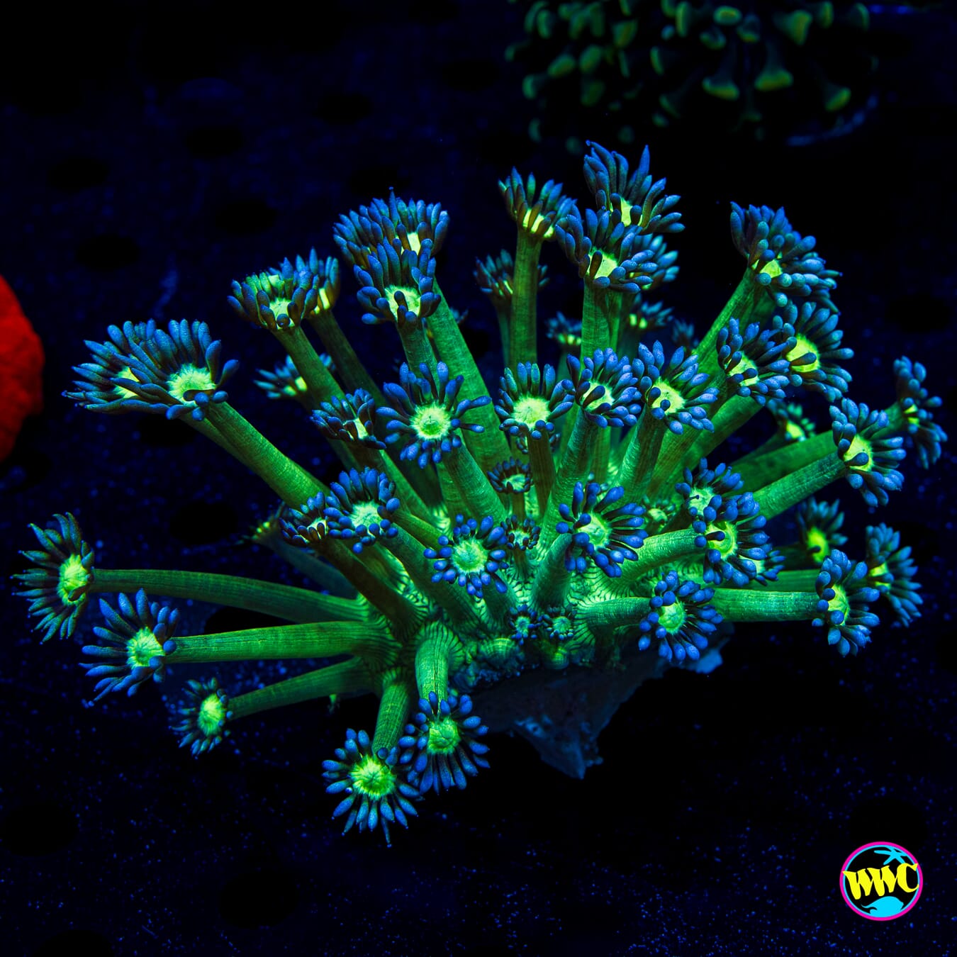 Shadow Goniopora - Daylight Photo