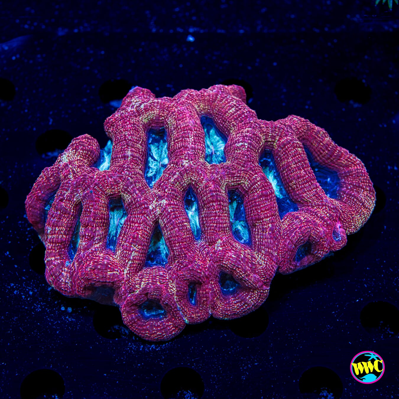 Raspberry Pie Bowerbanki - Daylight Photo