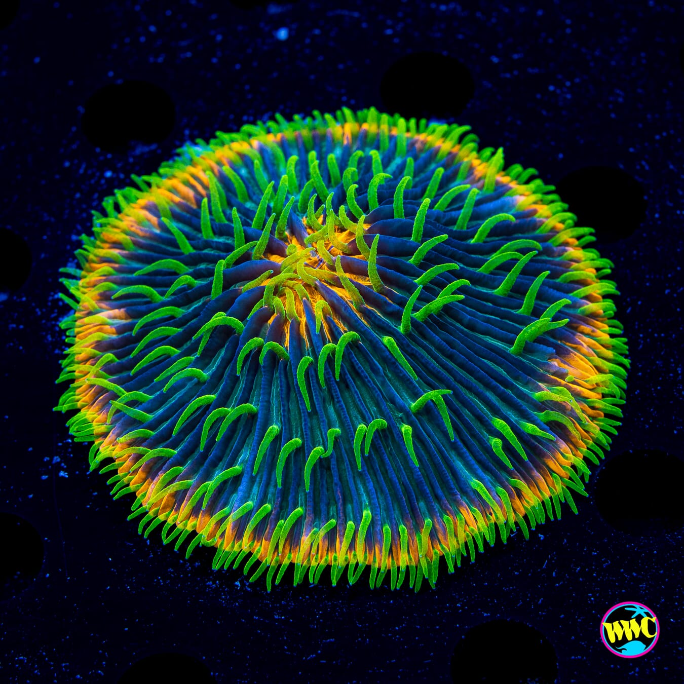 Slime Time Plate - Daylight Photo