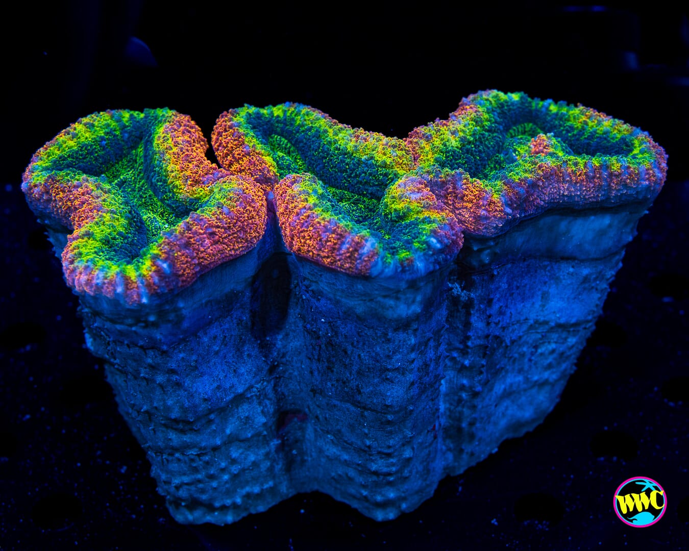 Rasta Lobophyllia - Daylight Photo