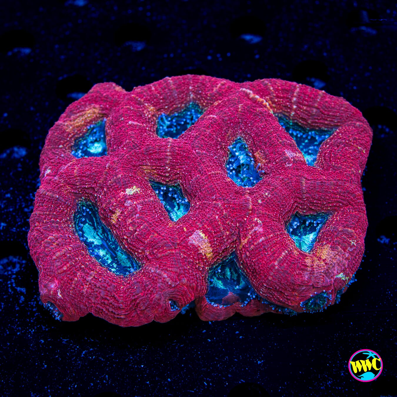 Rhubarb Pie Bowerbanki - Daylight Photo