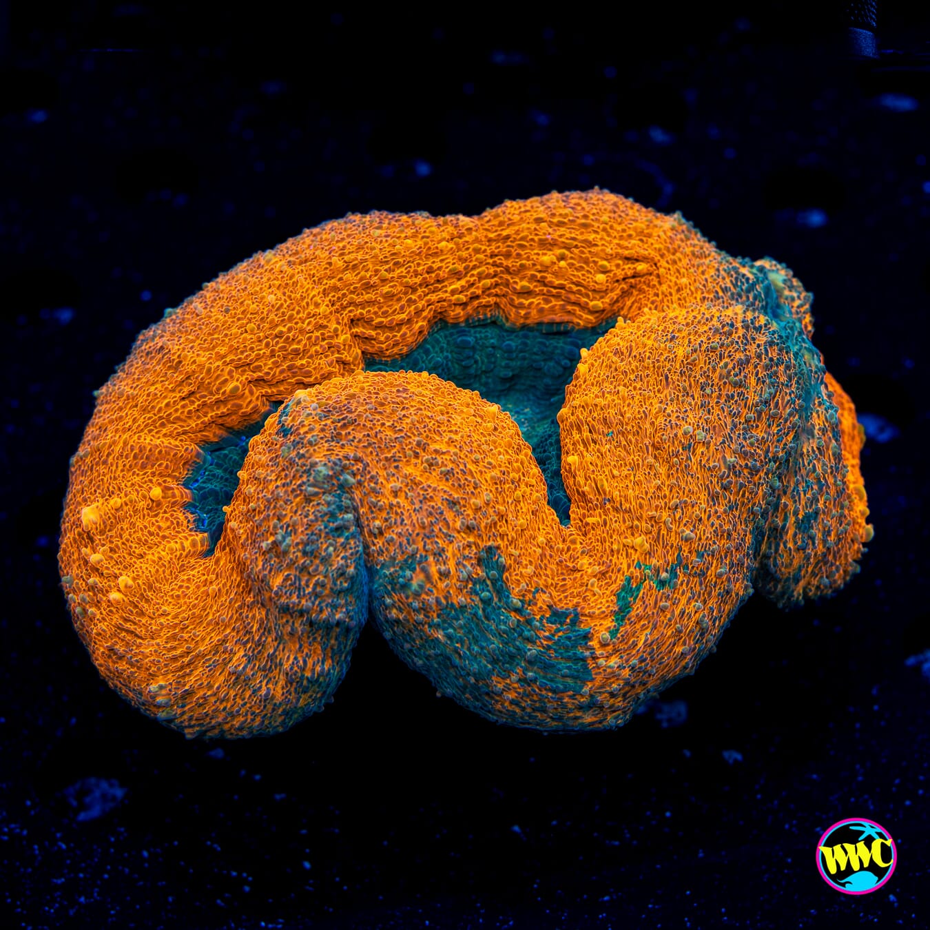 Dolpins Lobophyllia - Daylight Photo