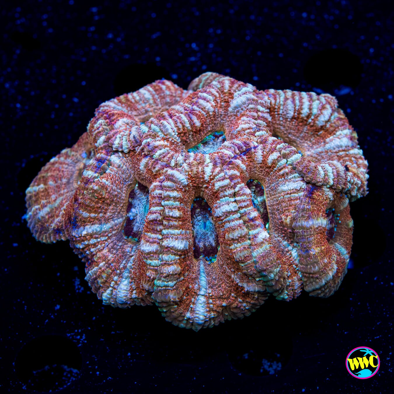 Salted Caramel Asian Lord - Daylight Photo