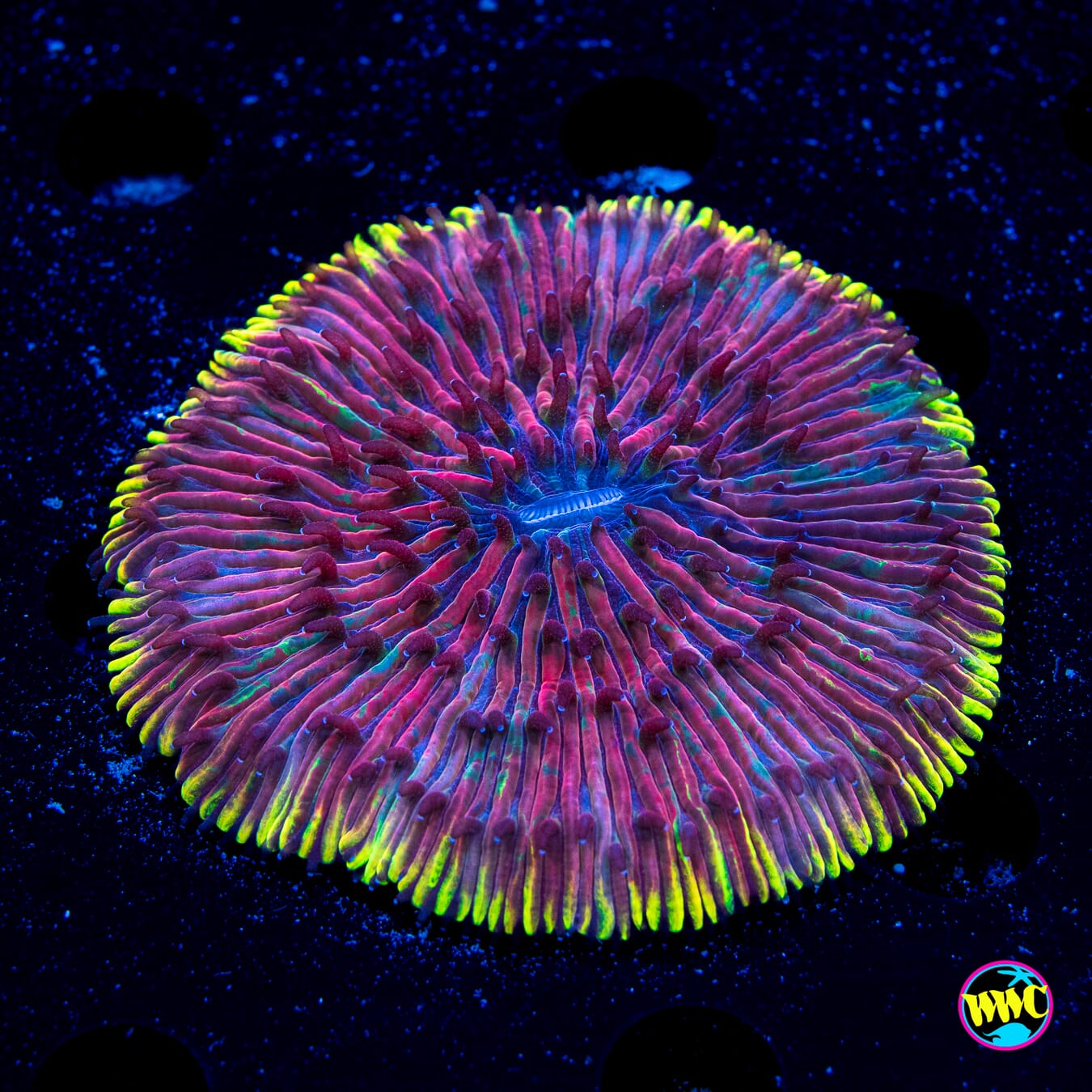 Lakerz Plate - Daylight Photo