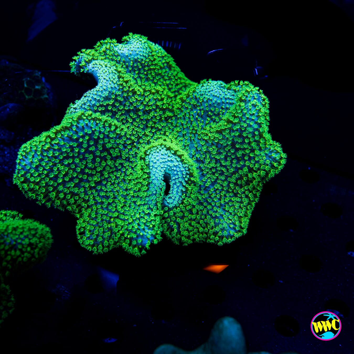 Neon Toadstool Leather - Daylight Photo