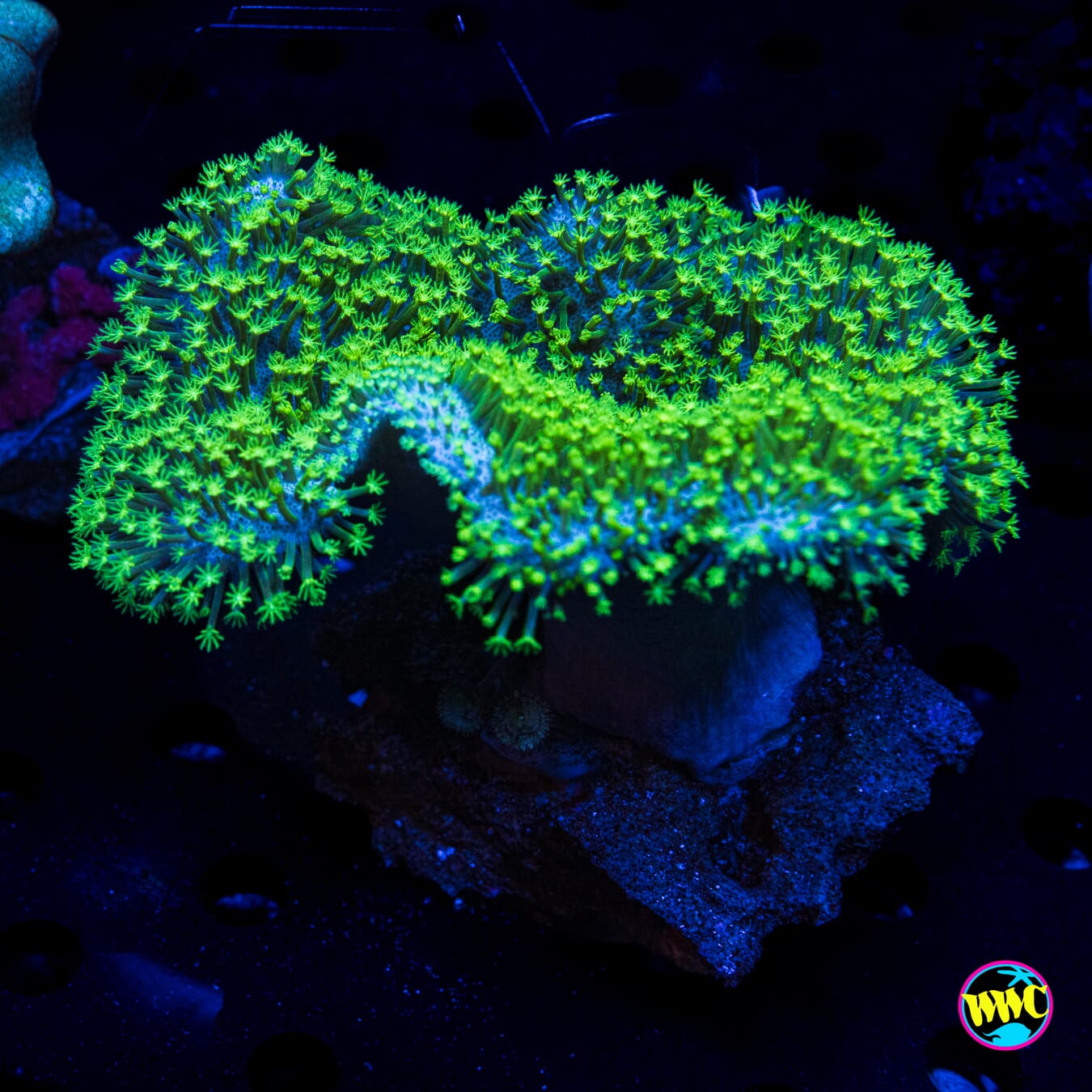 Neon Toadstool Leather - Daylight Photo