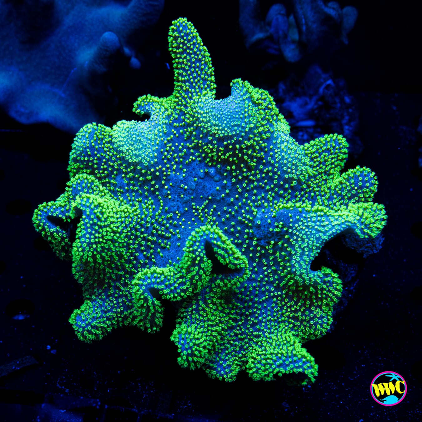 Neon Toadstool Leather - Daylight Photo