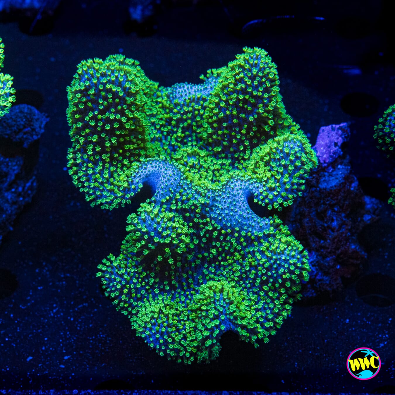 Neon Toadstool Leather - Daylight Photo