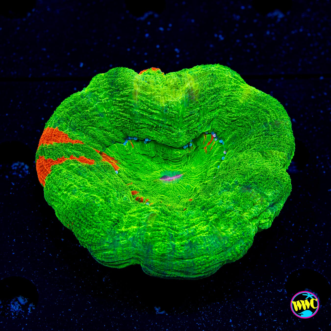 Bleeding Candy Apple Scolymia - Daylight Photo