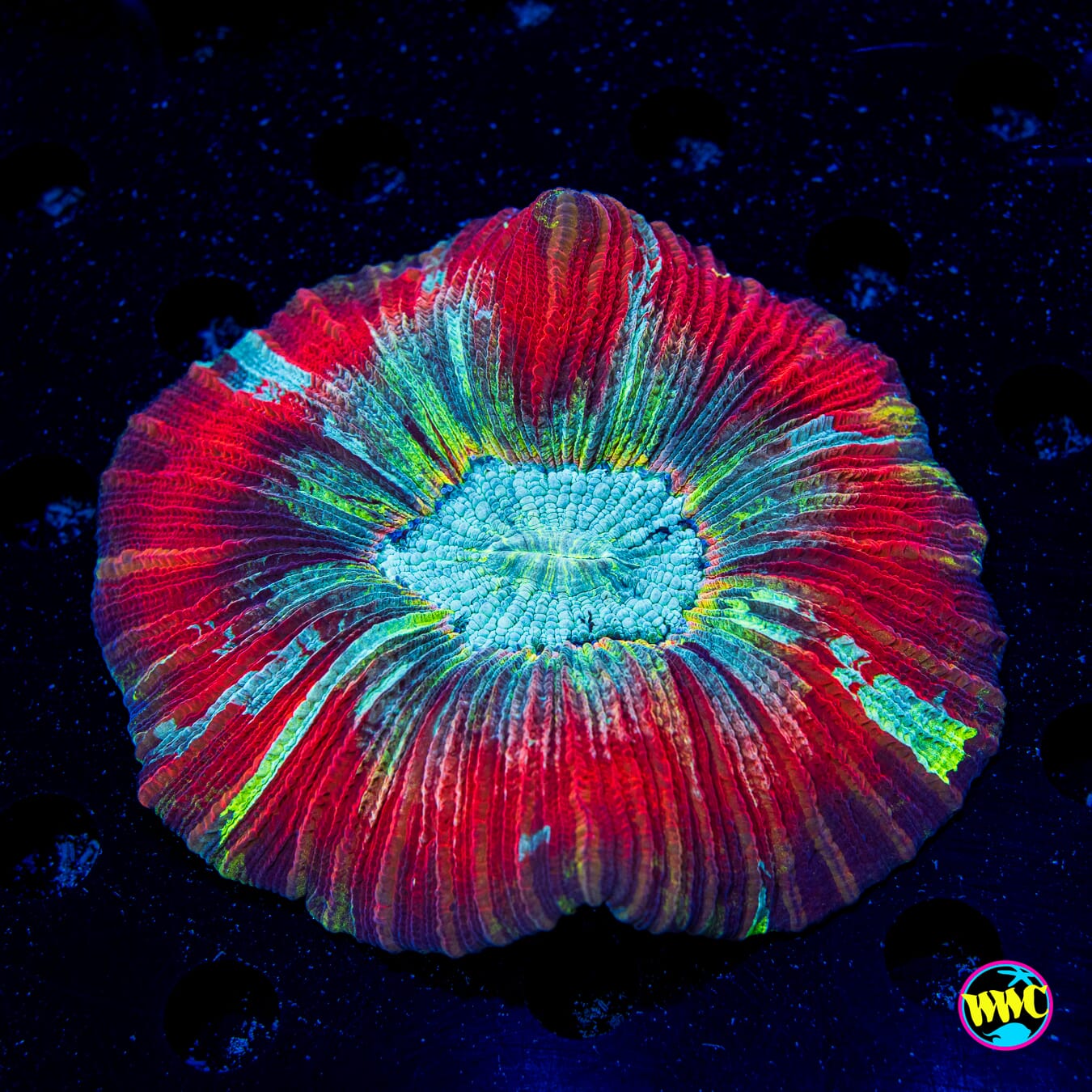 Rocket Fuel Trachyphyllia - Daylight Photo