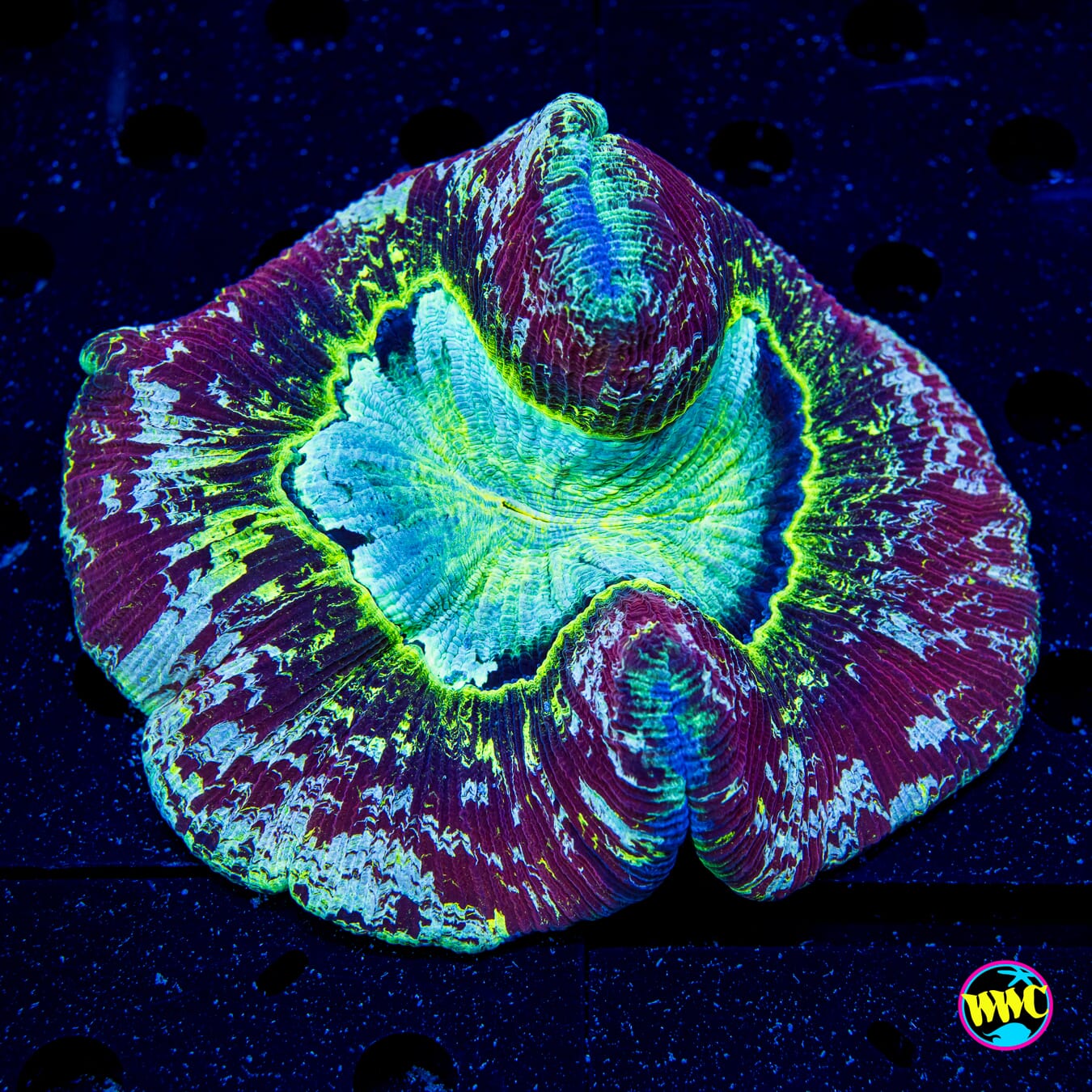 Arcane Storm Trachyphyllia - Daylight Photo