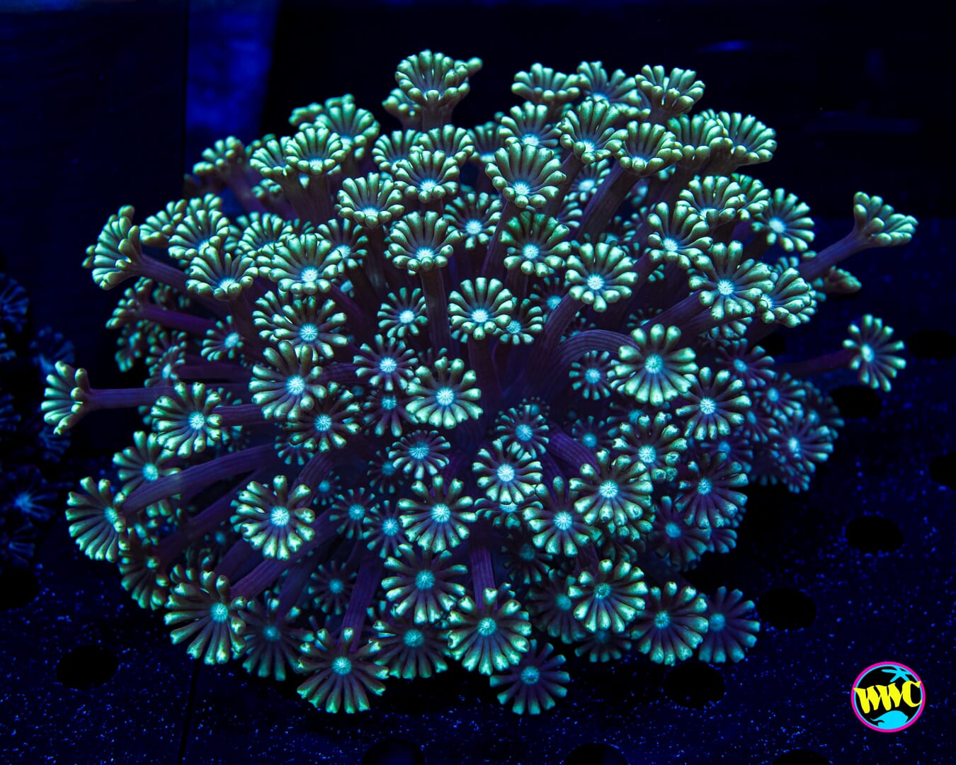 Sandstorm Alveopora - Daylight Photo