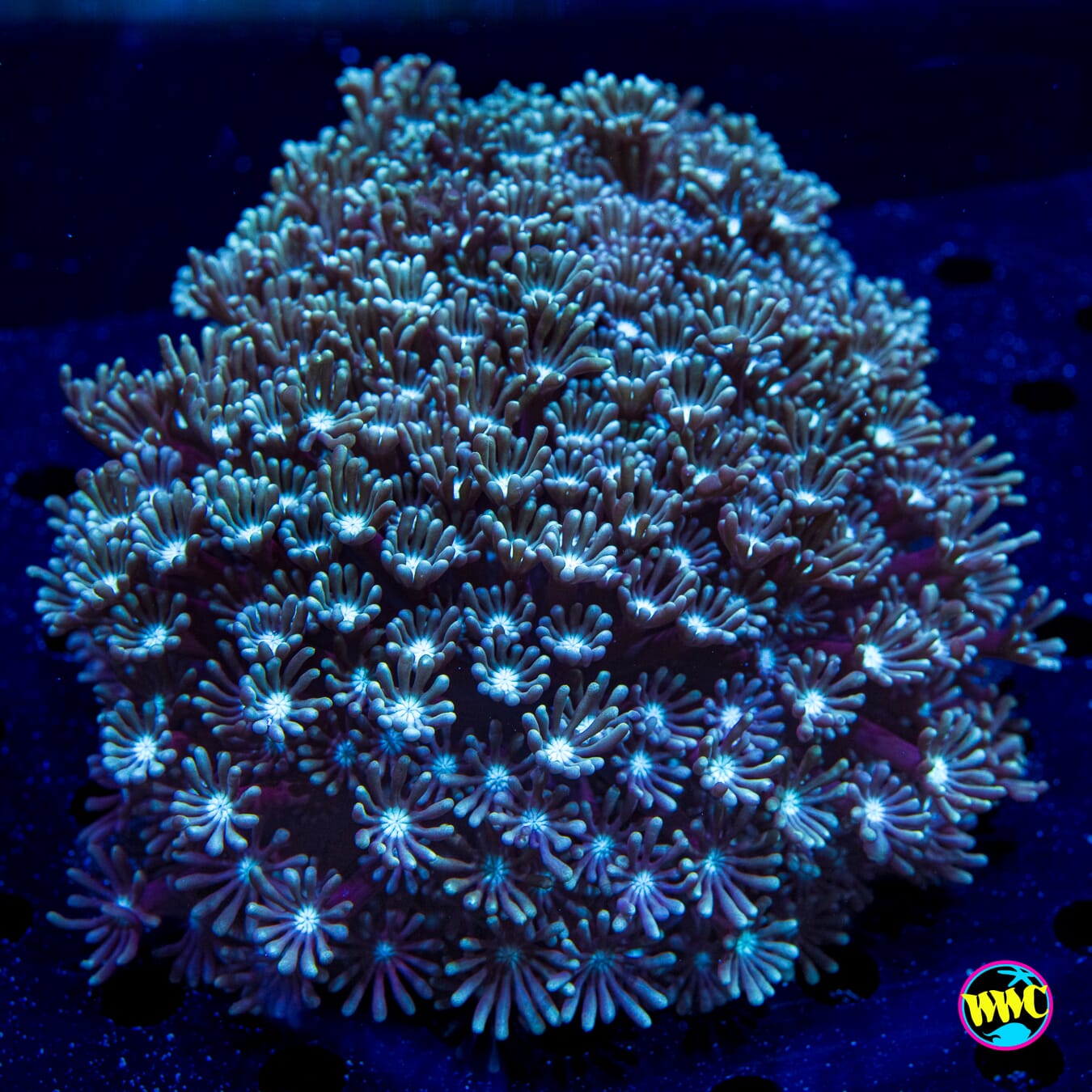 Sandstorm Alveopora - Daylight Photo