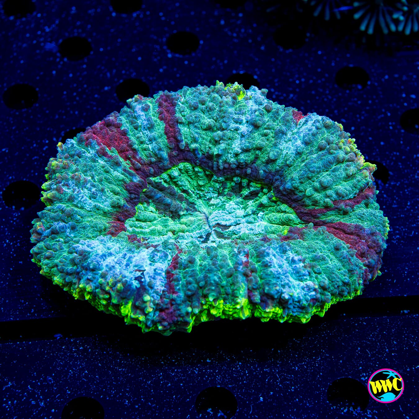Moonstone Carpet Lobophyllia - Daylight Photo