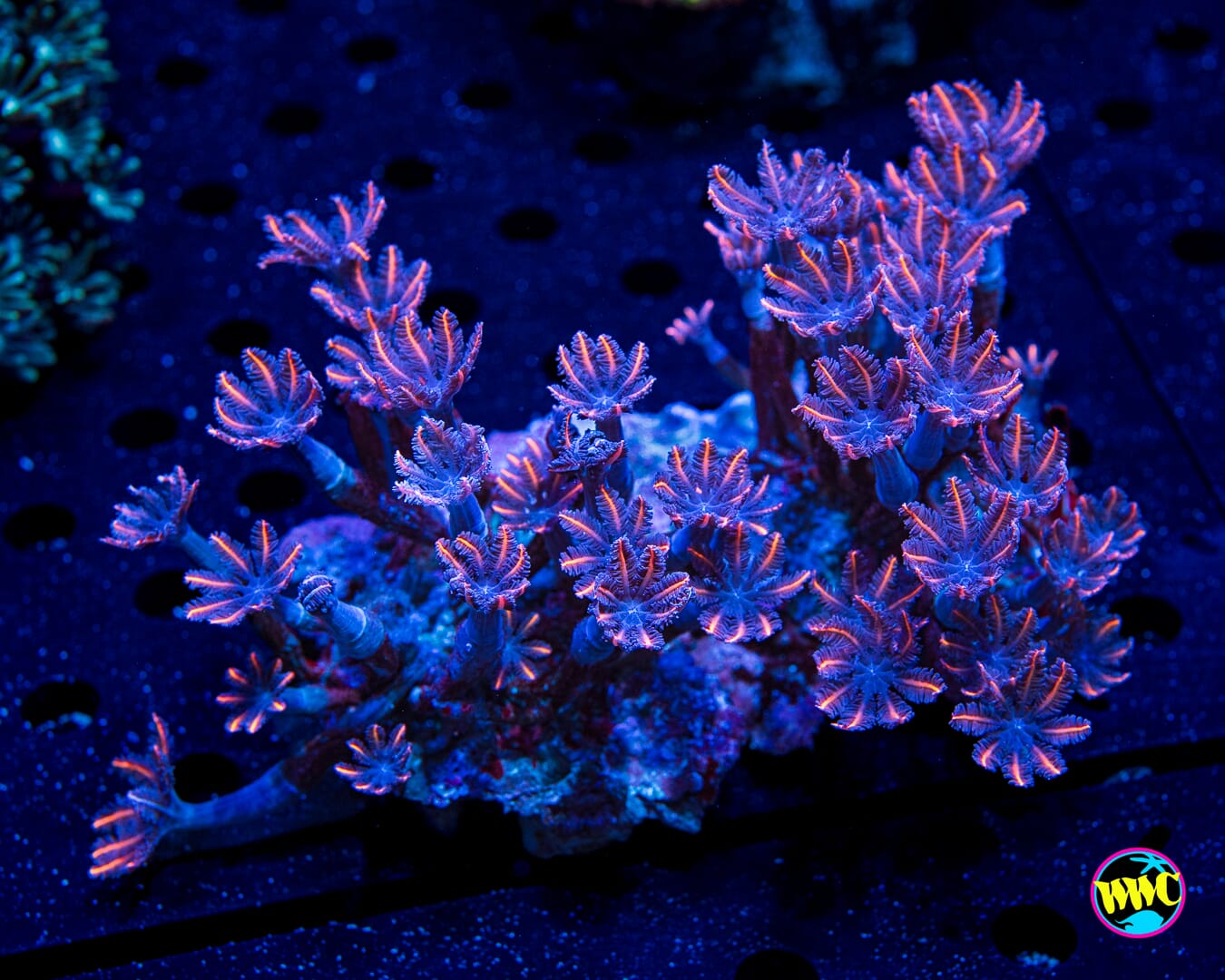 Flame Tipped Clove Polyps - Daylight Photo