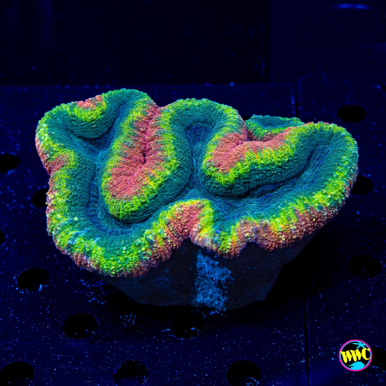 Sm Rasta Lobophyllia - Daylight Photo