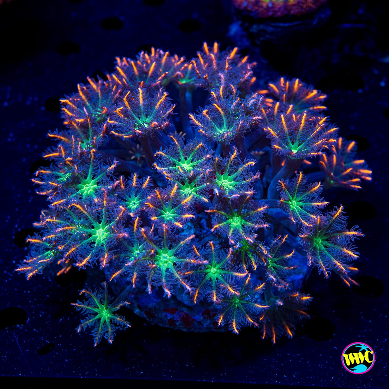 Fireworks Clove Polyps - Daylight Photo