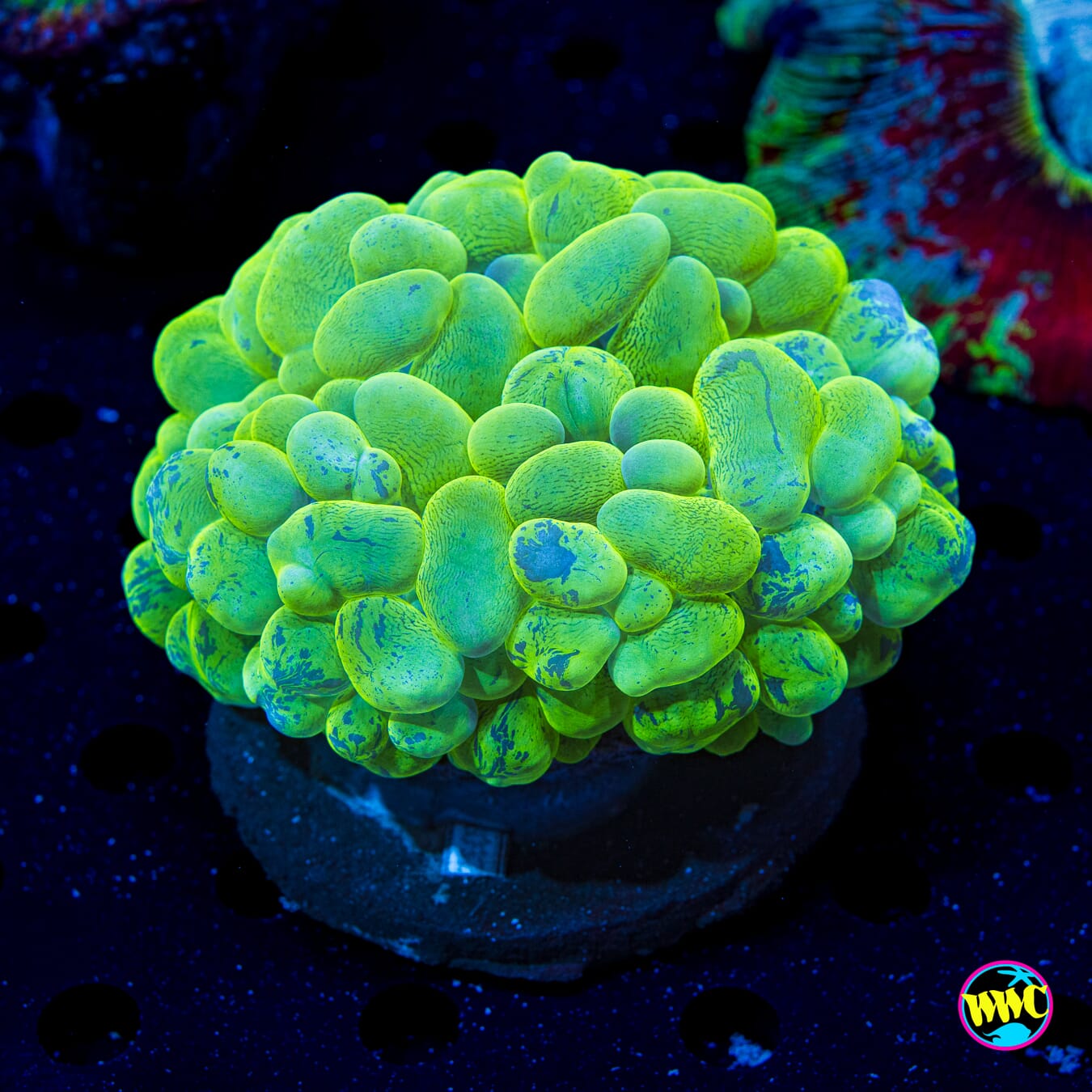 Splatter Bubble - Daylight Photo