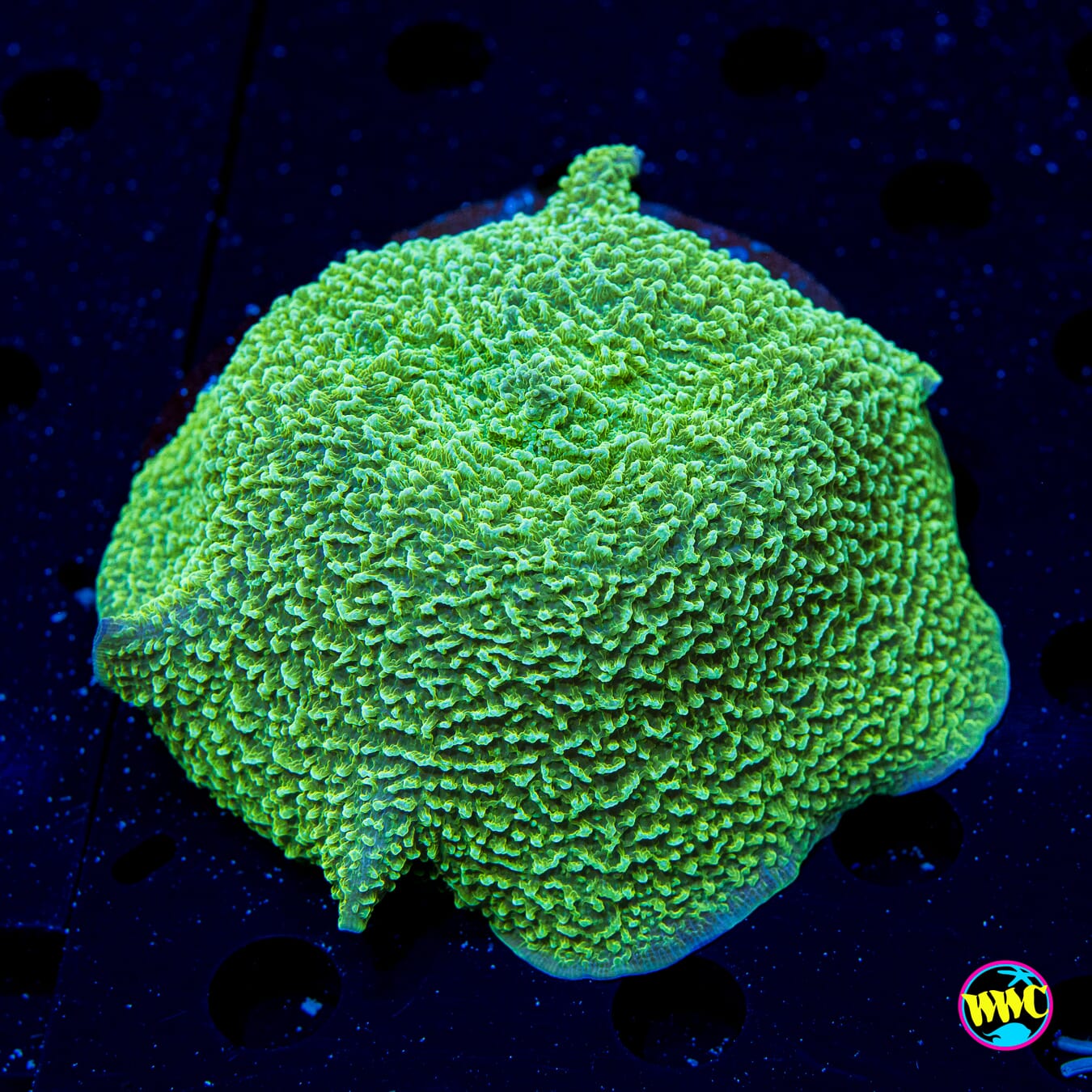 Green Elephant Ear Mushroom - Daylight Photo