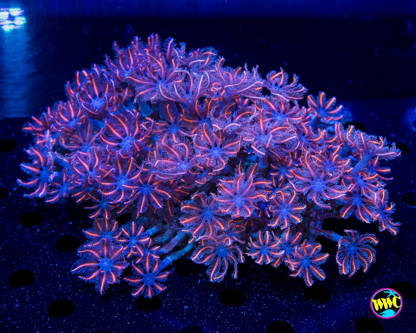 Florida Squeeze Clove Polyps - Daylight Photo