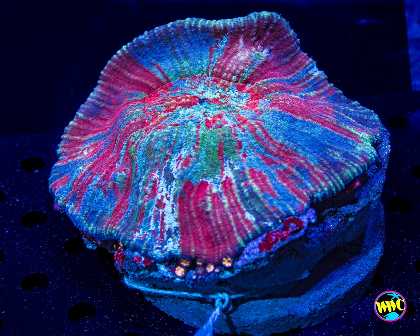 Groovy Australomussa - Daylight Photo