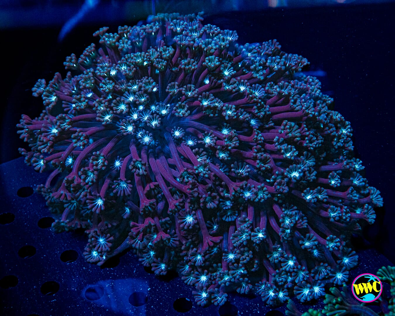 XXL Sandstorm Alveopora - Daylight Photo