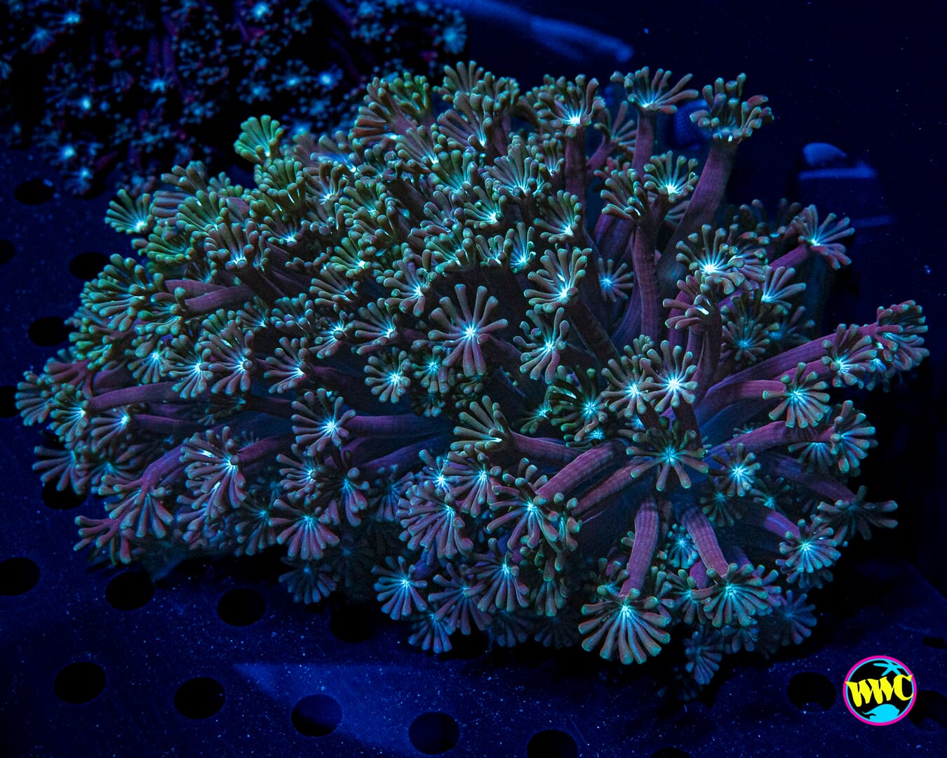 XL Sandstorm Alveopora - Daylight Photo