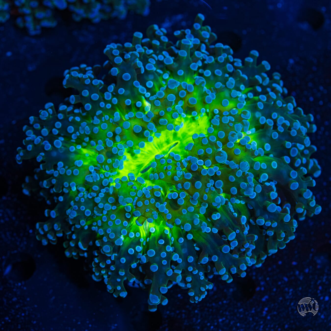 Green Center Blue Tipped Wall Frogspawn #1 - Daylight Photo