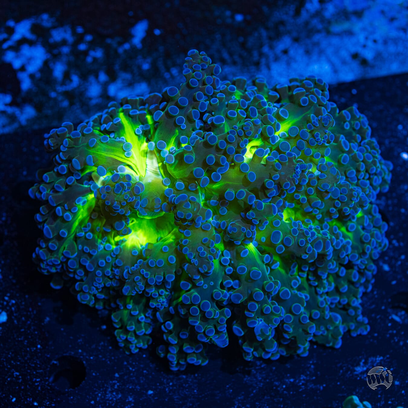 Green Center Blue Tipped Wall Frogspawn #2 - Daylight Photo