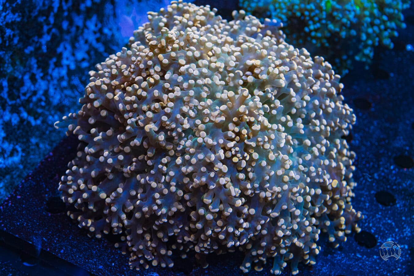 Peach Tipped Wall Frogspawn - Daylight Photo