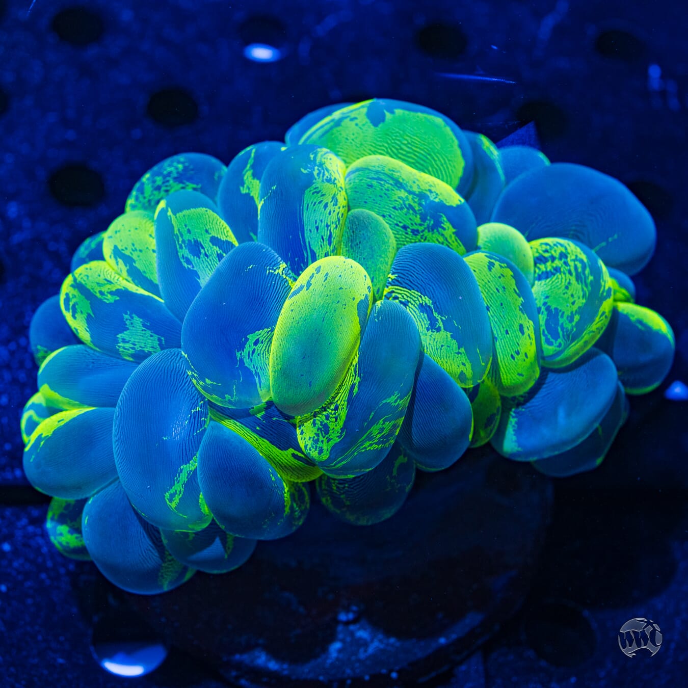 Splatter Bubble Coral #1 - Daylight Photo