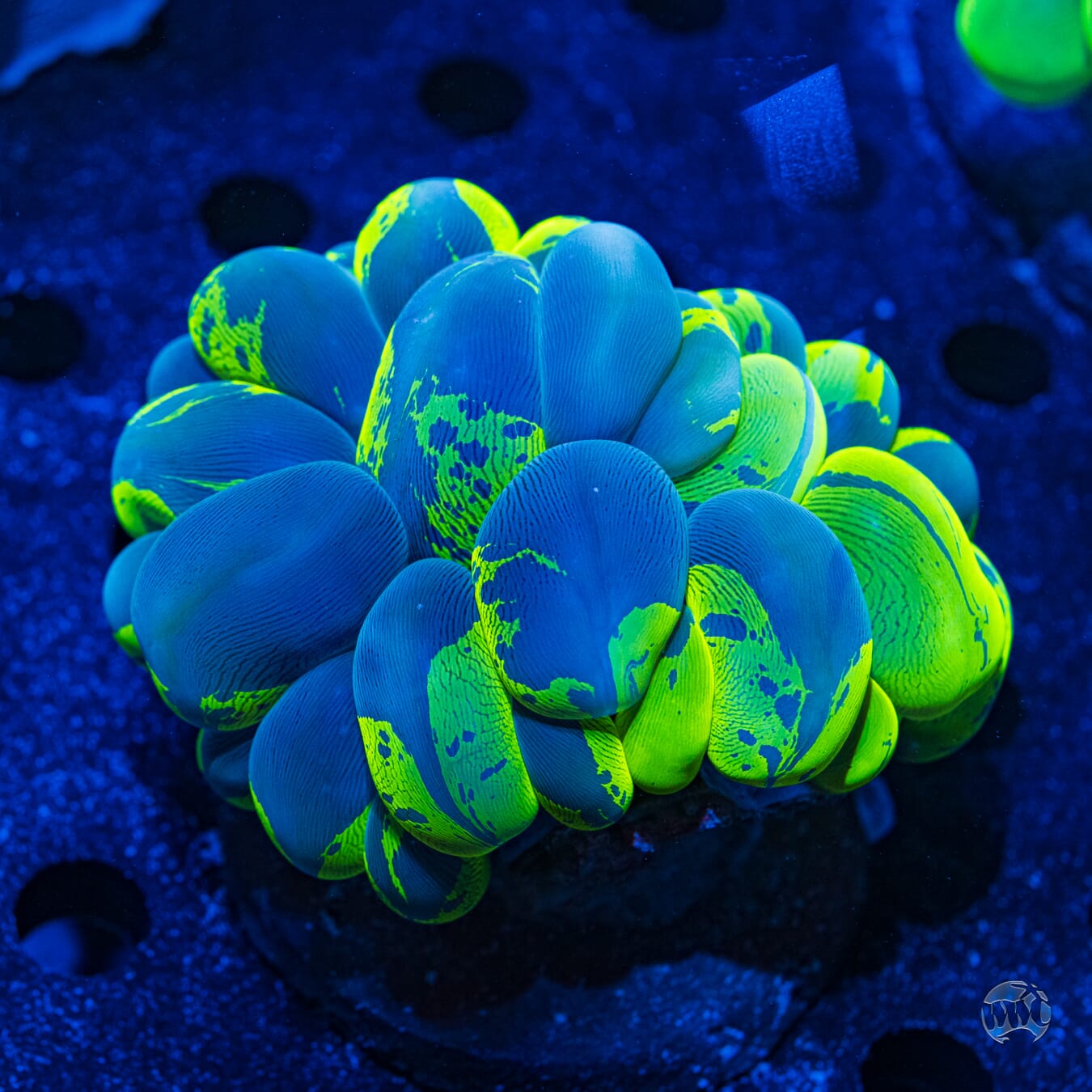 Splatter Bubble Coral #3 - Daylight Photo