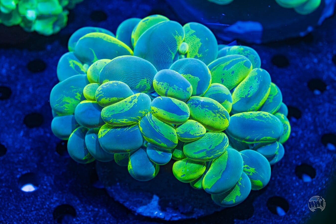 Splatter Bubble Coral #4 - Daylight Photo