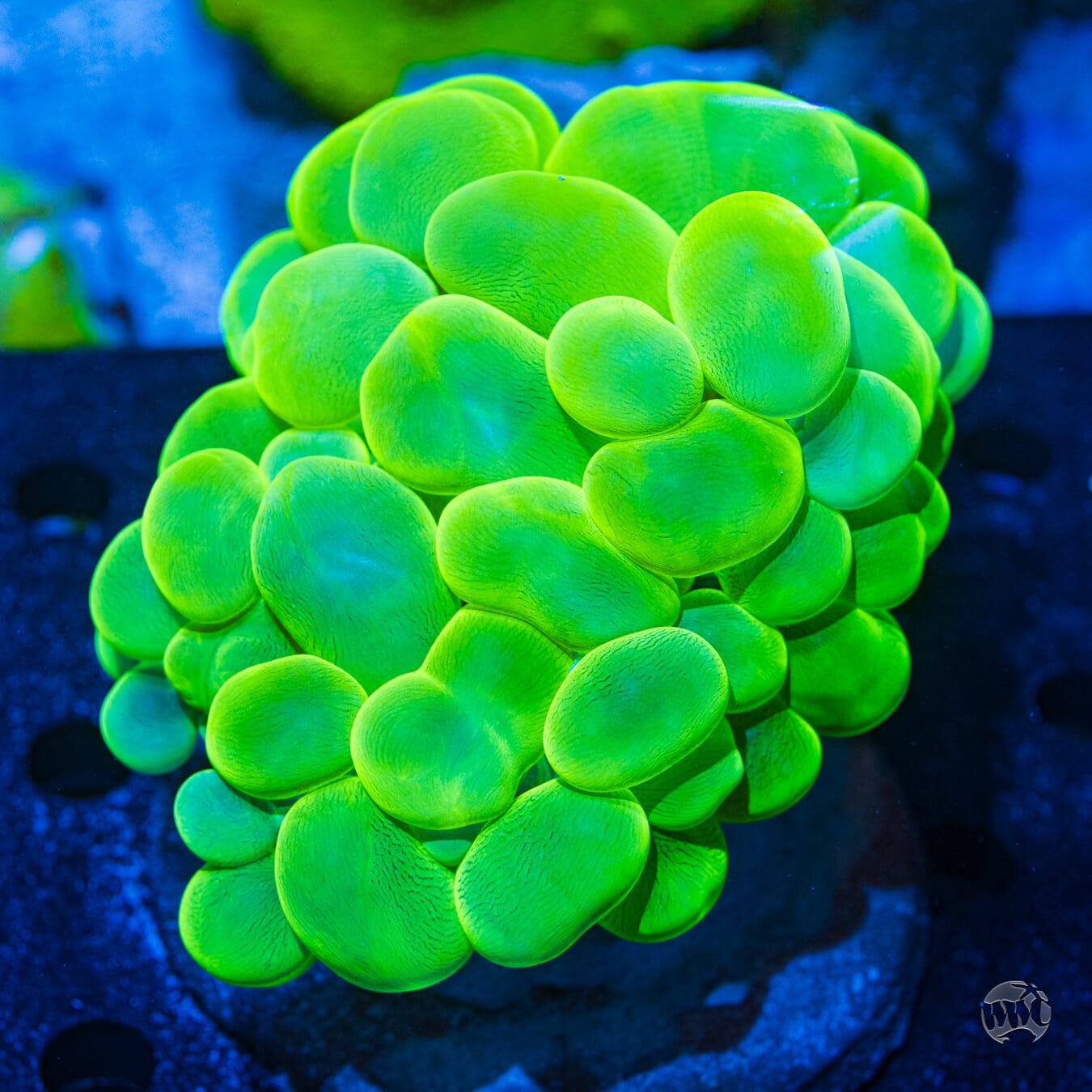 Neon Green Bubble Coral #1 - Daylight Photo