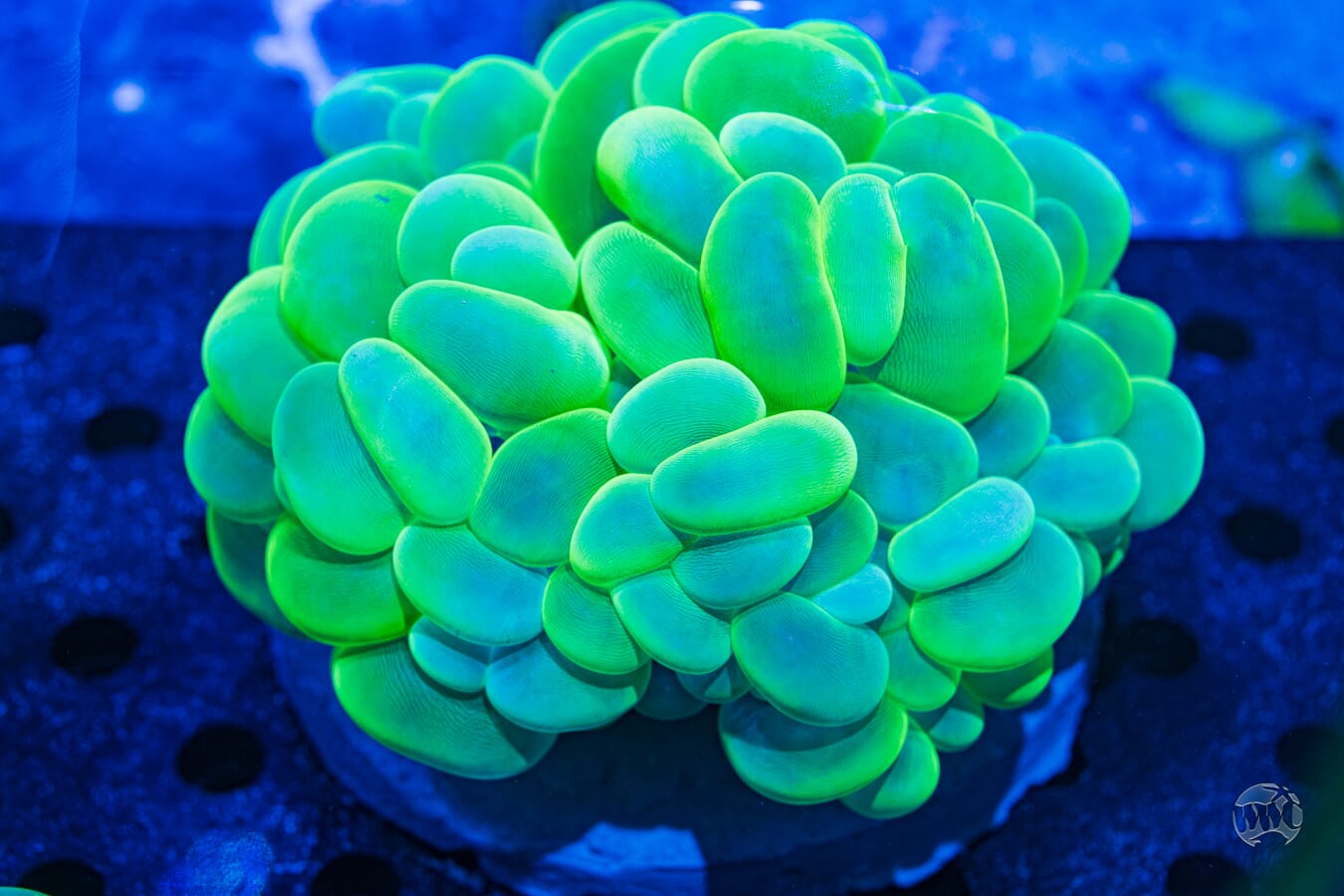 Neon Green Bubble Coral #2 - Daylight Photo
