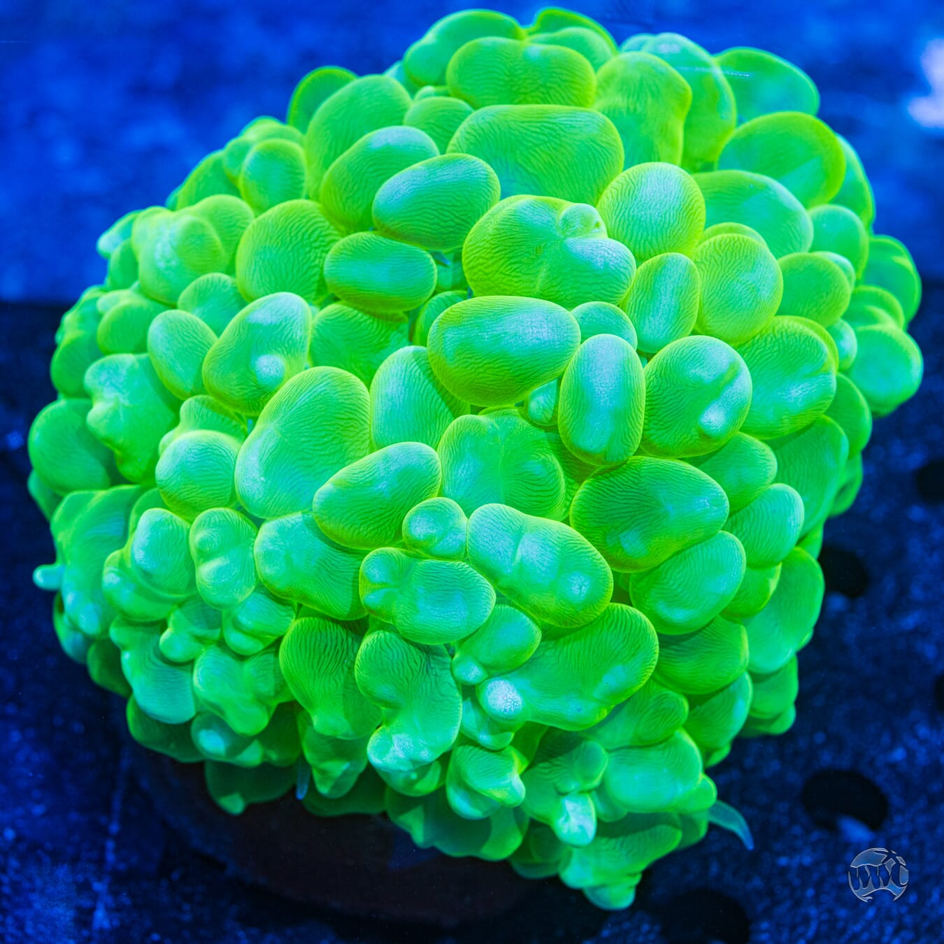 Neon Green Bubble Coral #3 - Daylight Photo
