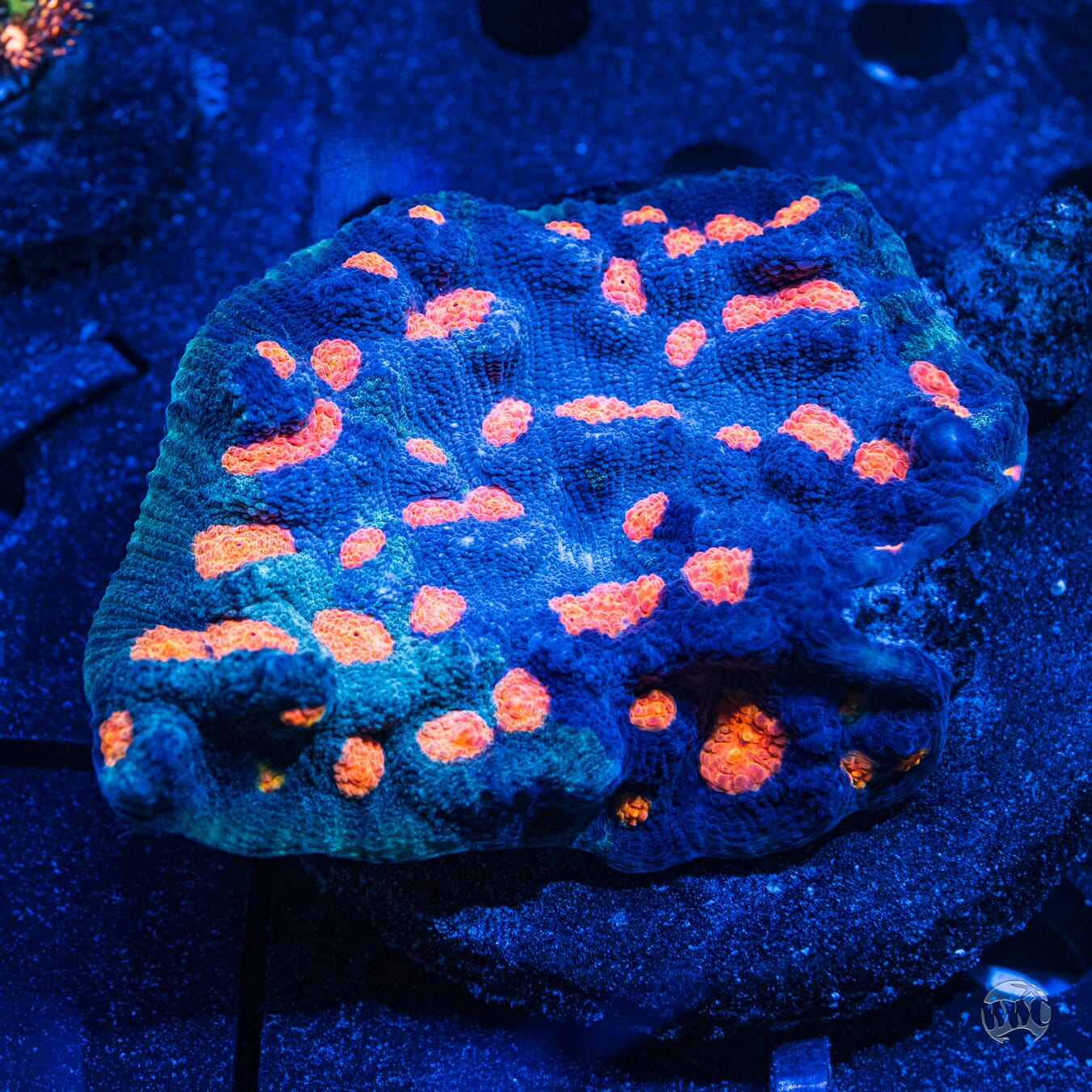 Orange Eye Mycedium Chalice  - Daylight Photo