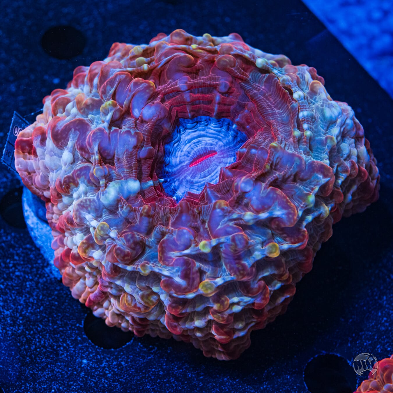 Multicolor Indophyllia #1 - Daylight Photo