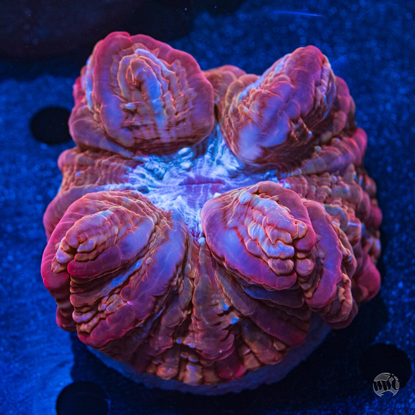 Multicolor Indophyllia #2 - Daylight Photo