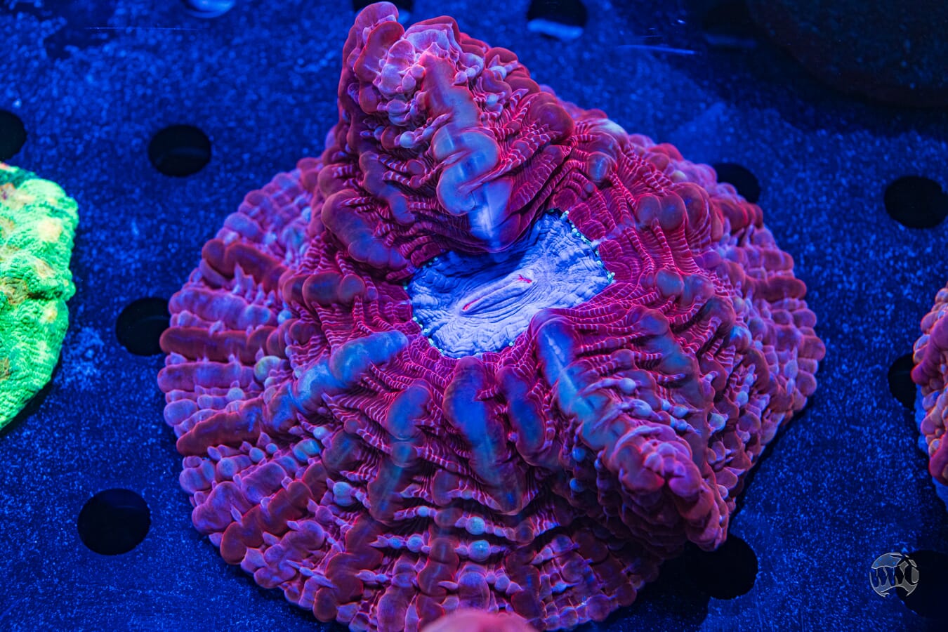 Multicolor Indophyllia #3 - Daylight Photo