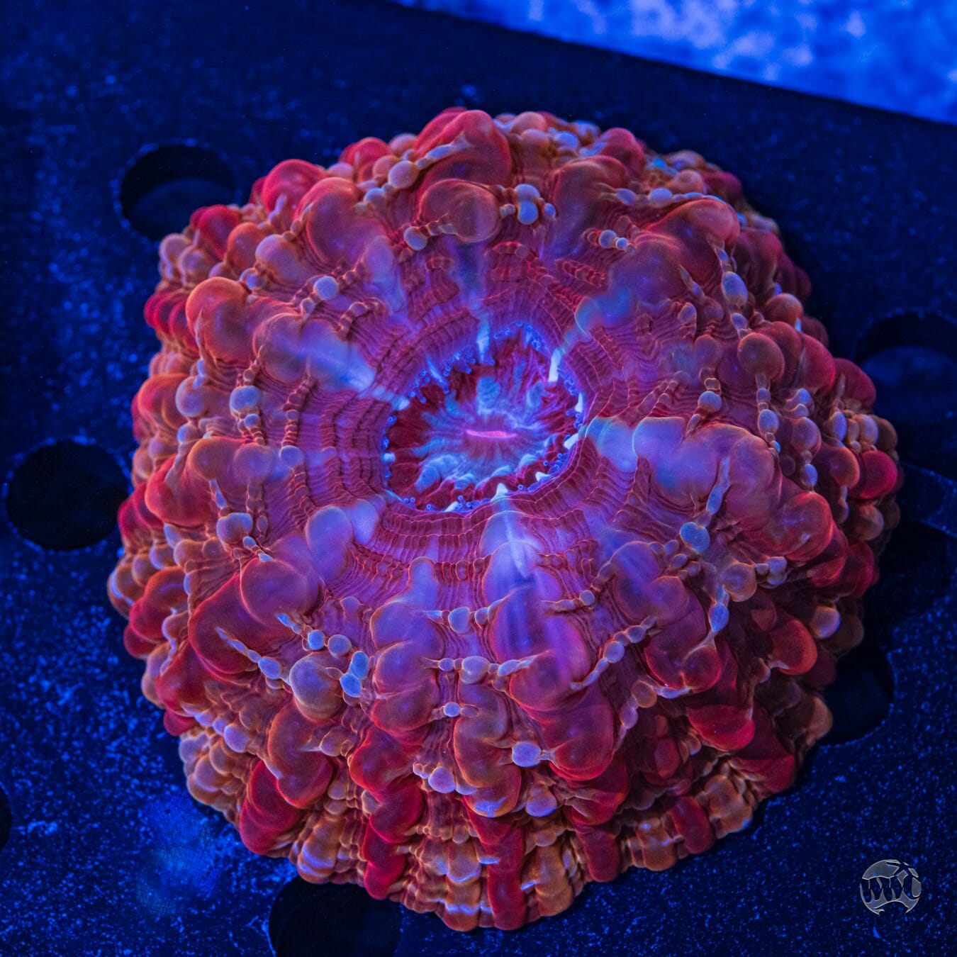 Multicolor Indophyllia #4 - Daylight Photo