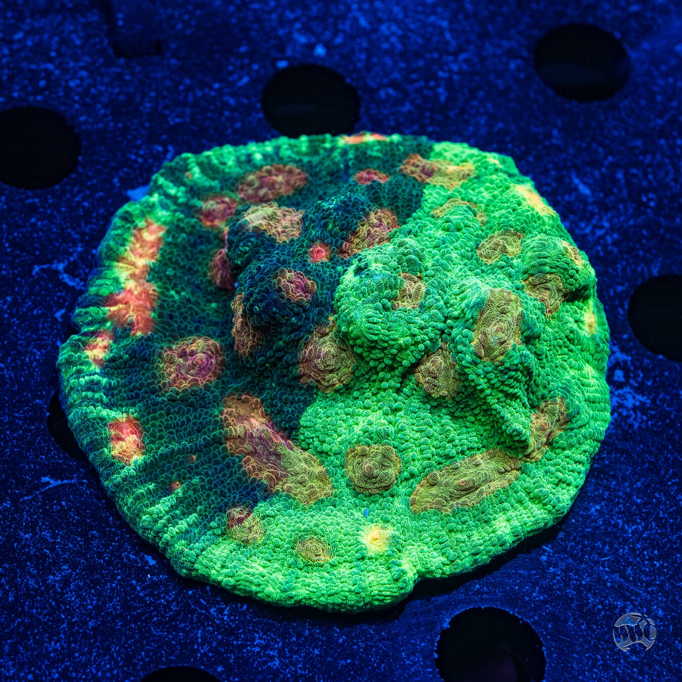 Grafted Mycedium Chalice - Daylight Photo