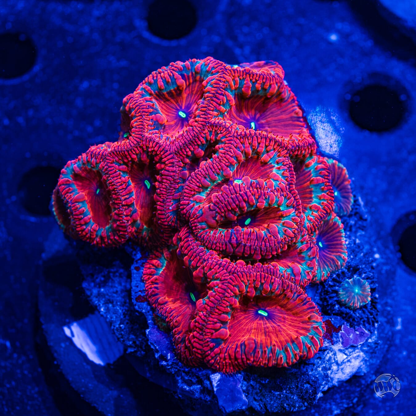 Ultra Wellsi Blastomussa #1 - Daylight Photo